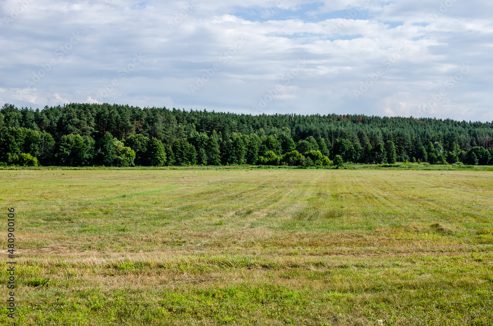Fototapeta premium View of an empty meadow next to a forest or pasture on a sunny summer day in Russia