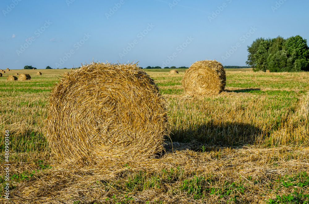 Harvested field with straw bales. Summer and autumn harvest concept
