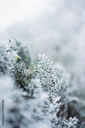 Frozen holly