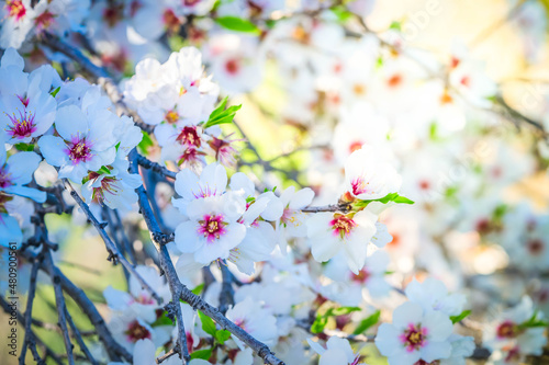 almond tree bloom photo