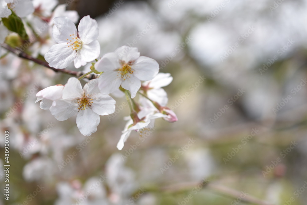 桜