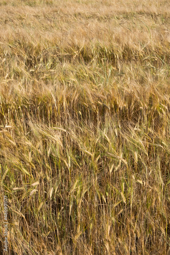 Fototapeta premium Textura de trigo