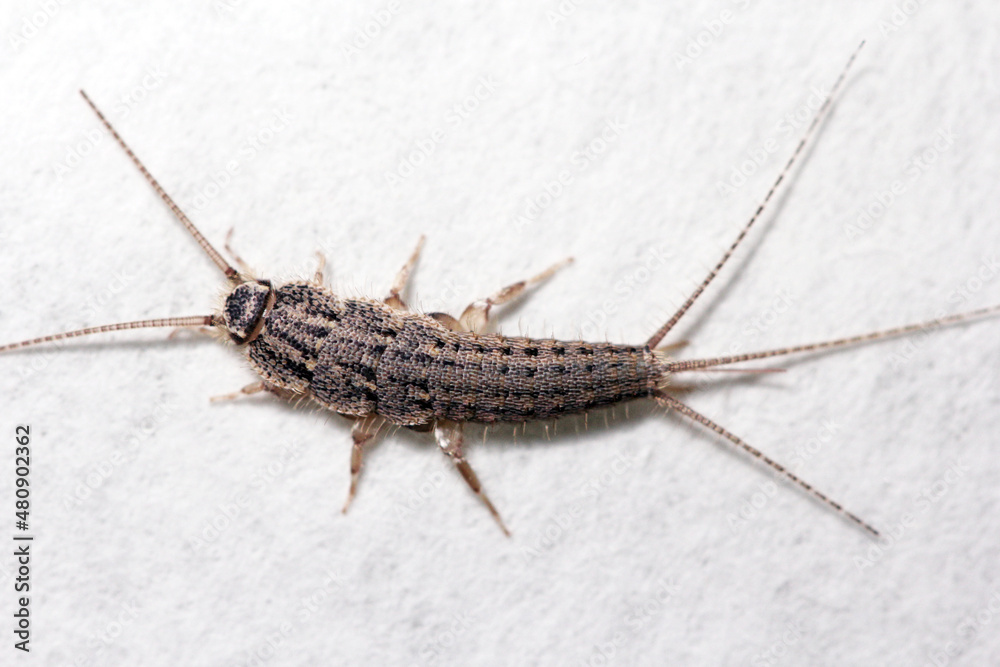 Banded silverfish - Thermobia domestica, lateral view, a common household pest. Banded silverfish - Thermobia domestica, lateral view, a common household pest.