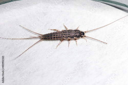 Banded silverfish - Thermobia domestica, lateral view, a common household pest.