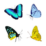 butterfly, vector blue yellow butterflies. metamorphosis.