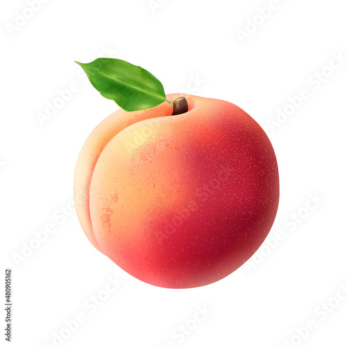 Realistic Peach Illustration