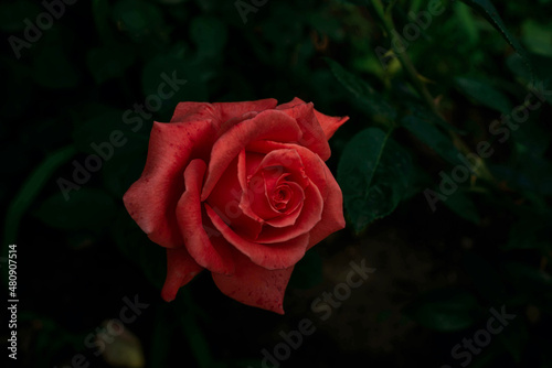 One red pink rose in the garden.