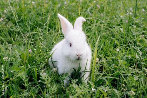White rabbit on the green grass. Food, pet concept. © NATALYA