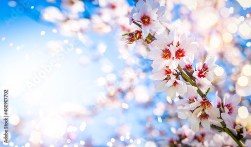 Canvas almond tree bloom