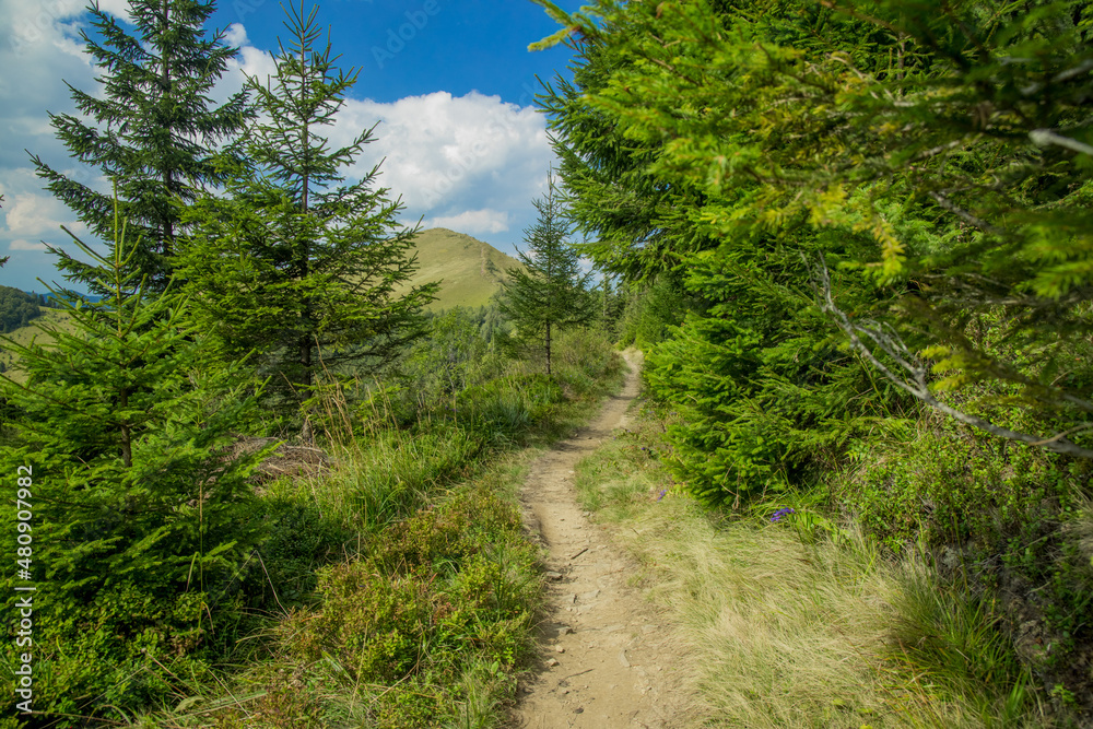 forest wood land mountain dirt trail outdoor clear weather spring day season time landscape photo