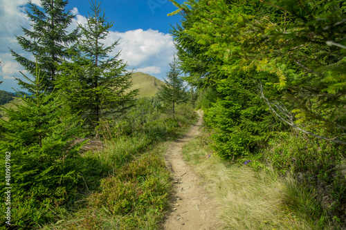 forest wood land mountain dirt trail outdoor clear weather spring day season time landscape photo