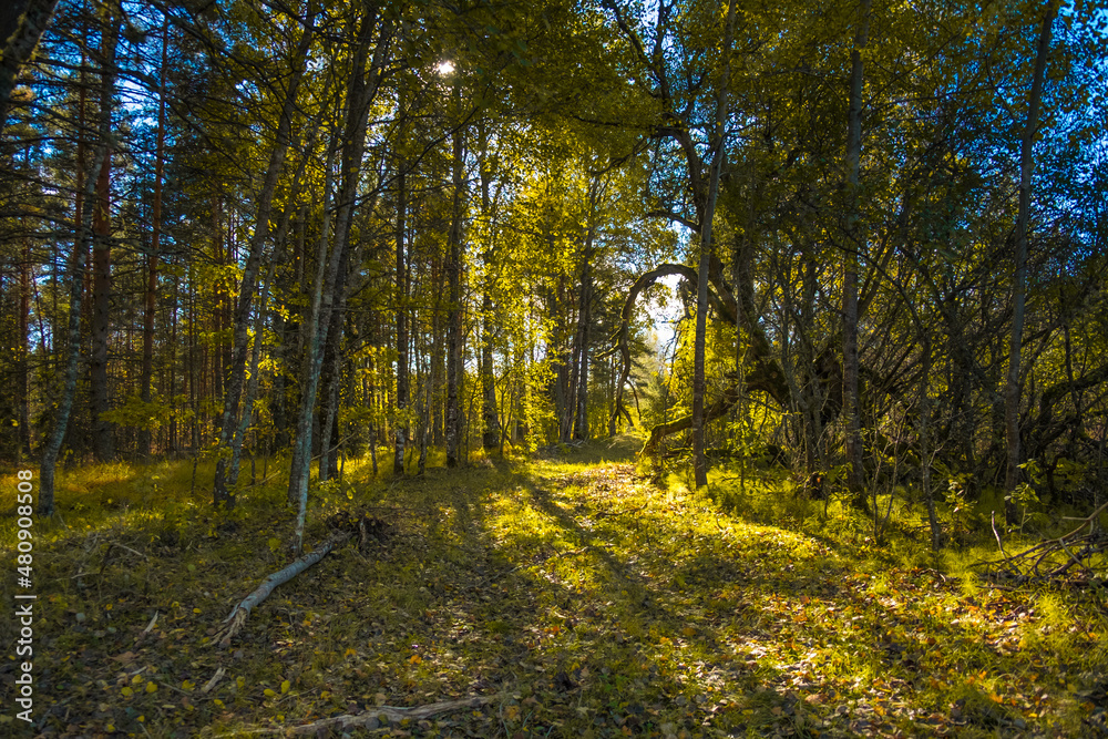 Obraz premium Beautiful autumn forest in Northern Europe. Fall landscape with trees. Woodland scenery in autumn.