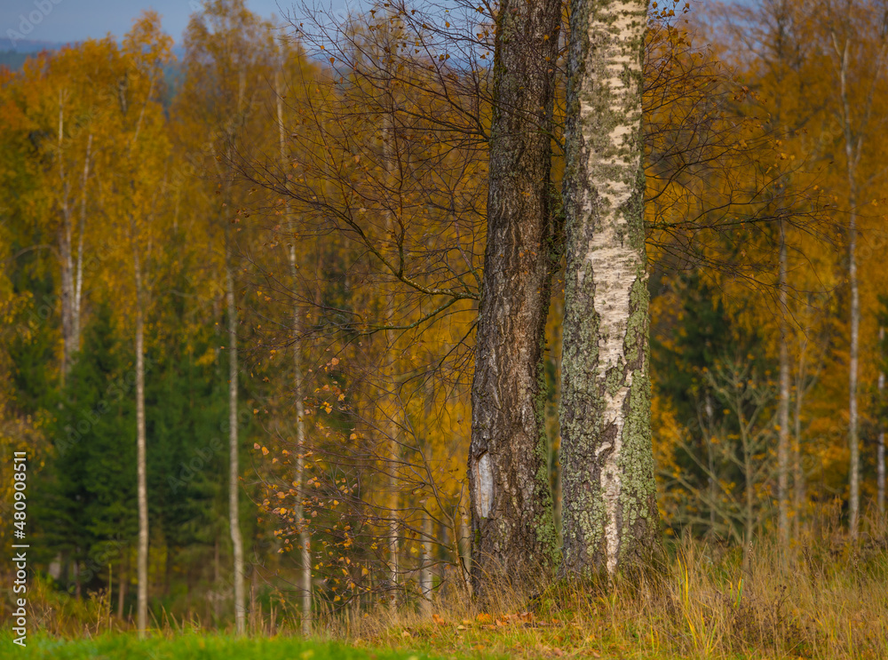 Beautiful autumn forest in Northern Europe. Fall landscape with trees. Woodland scenery in autumn.