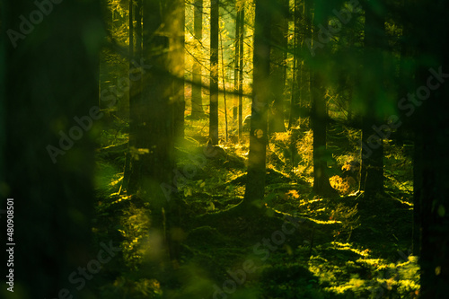 Beautiful autumn forest in Northern Europe. Fall landscape with trees. Woodland scenery in autumn.