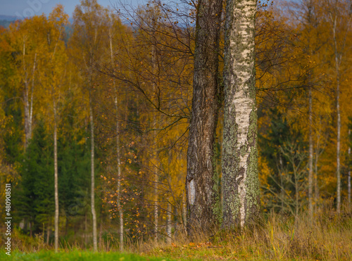Beautiful autumn forest in Northern Europe. Fall landscape with trees. Woodland scenery in autumn.