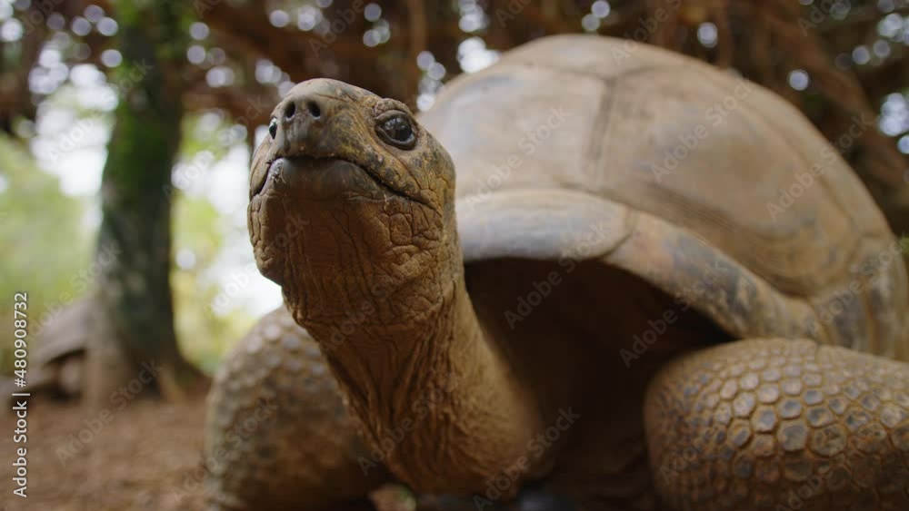 Giant turtle in tropical park in Mauritius. Turtle in natural habitat
