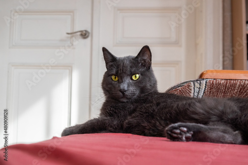A portrait of beautiful adult russian blue cat. Indoors cat in the room.