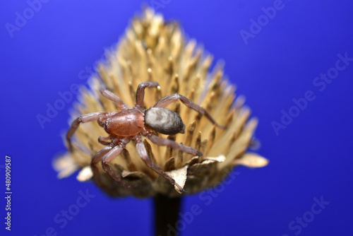 On a blue background, a spider sits on a dry flower. photo