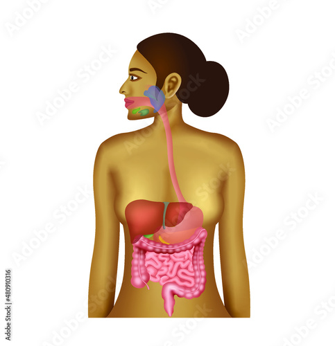 Digestive system