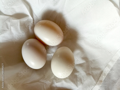 Three pigeon eggs in bird's nest.Bird nest white dove pigeon eggs lay on white paper