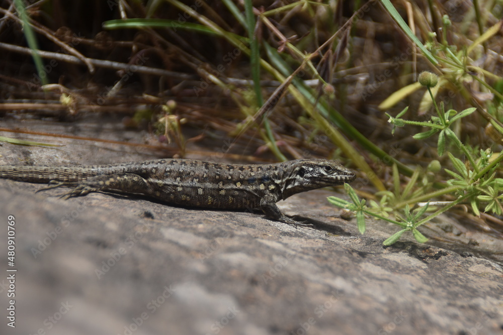 lizard on the rock lizard on the rock