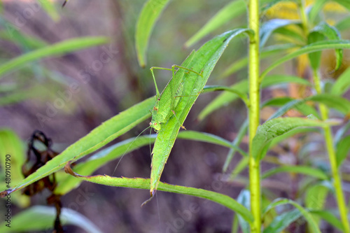 A green locust is resting on a leaf of a plant.