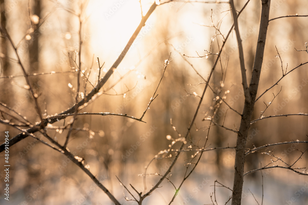 Fototapeta premium Snow covered branch tree against defocused background in sunrise or sunset with sunrays in winter forest. 