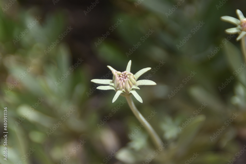 flower of a flower flower of a flower