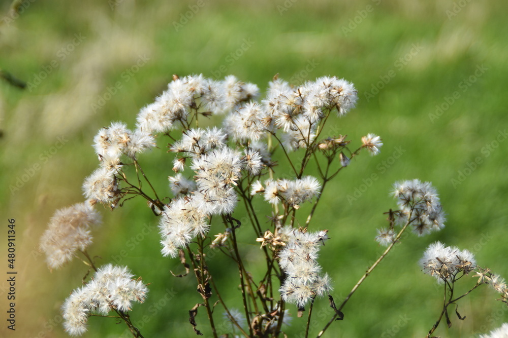 Fototapeta premium flowers in spring