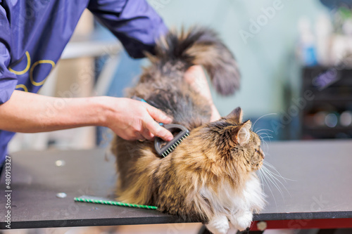 Grooming cat with tool for shedding hair. medicine, pet, animals, health care concept