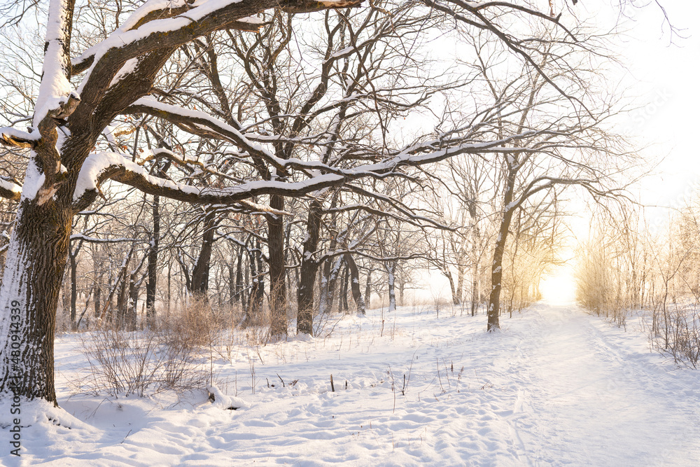 Beautiful landscape path between trees in winter snow forest Beautiful landscape path between trees in winter snow forest