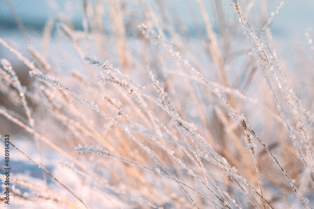 Beautiful natural winter background with grass grass on the slope in front of the frozen river. Grass covered with snow and ice Beautiful natural winter background with grass grass on the slope in front of the frozen river. Grass covered with snow and ice