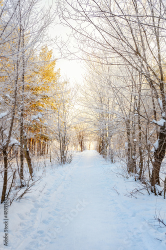 Beautiful landscape path between trees in winter snow forest © KseniaJoyg
