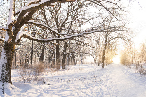 Beautiful landscape path between trees in winter snow forest © KseniaJoyg