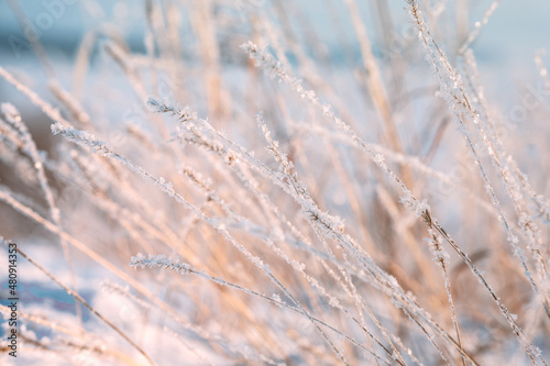 Beautiful natural winter background with grass grass on the slope in front of the frozen river. Grass covered with snow and ice