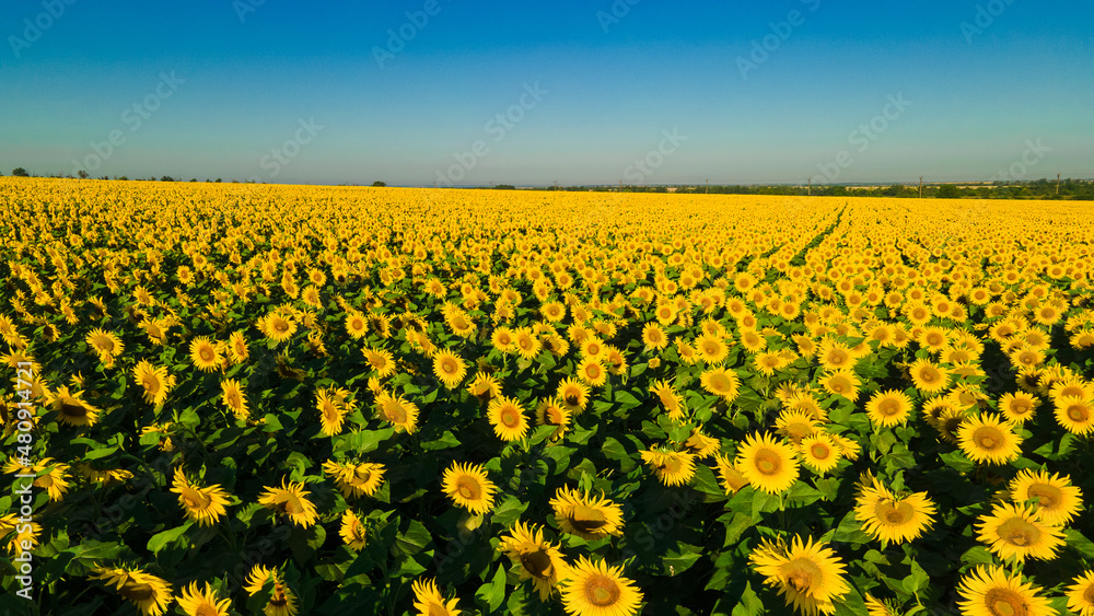 sunflower seed field top view