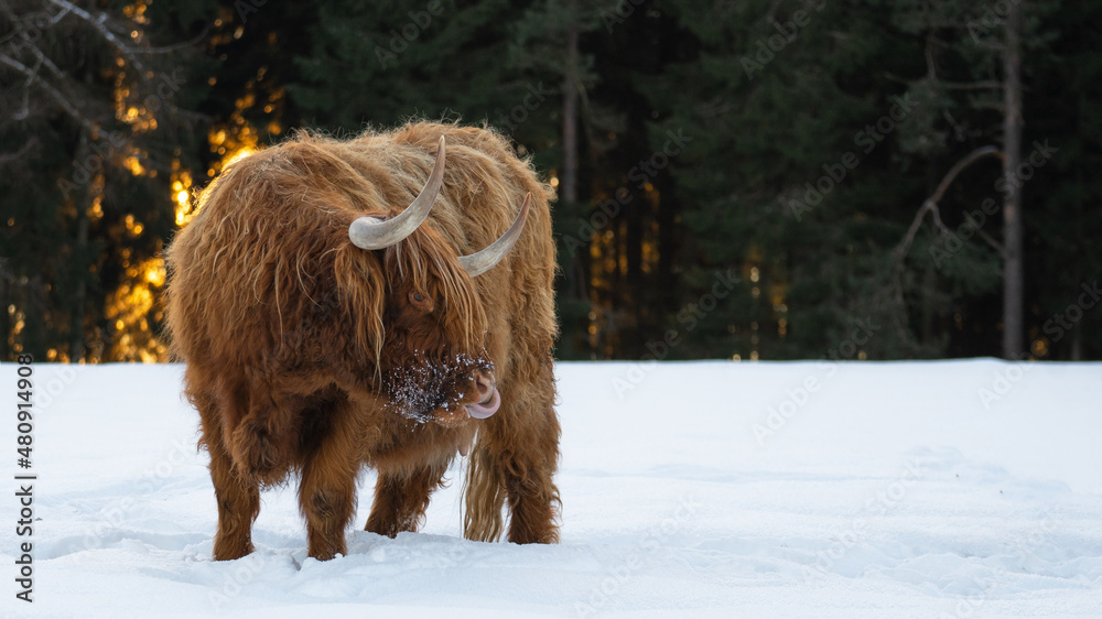 Funny Animals - Scottish highland cow with tongue out in winter with snow, cow in snowy field in the beautiful black forest with the glowing sun and firs in the background Funny Animals - Scottish highland cow with tongue out in winter with snow, cow in snowy field in the beautiful black forest with the glowing sun and firs in the background