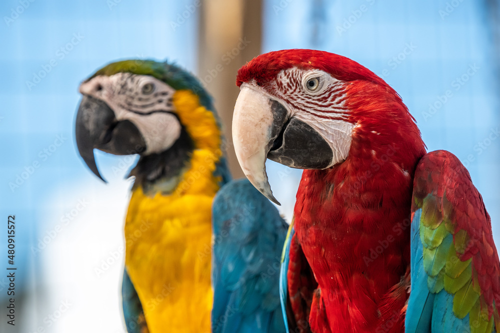 Two Macaws in Hemker Park Zoo, Minnesota