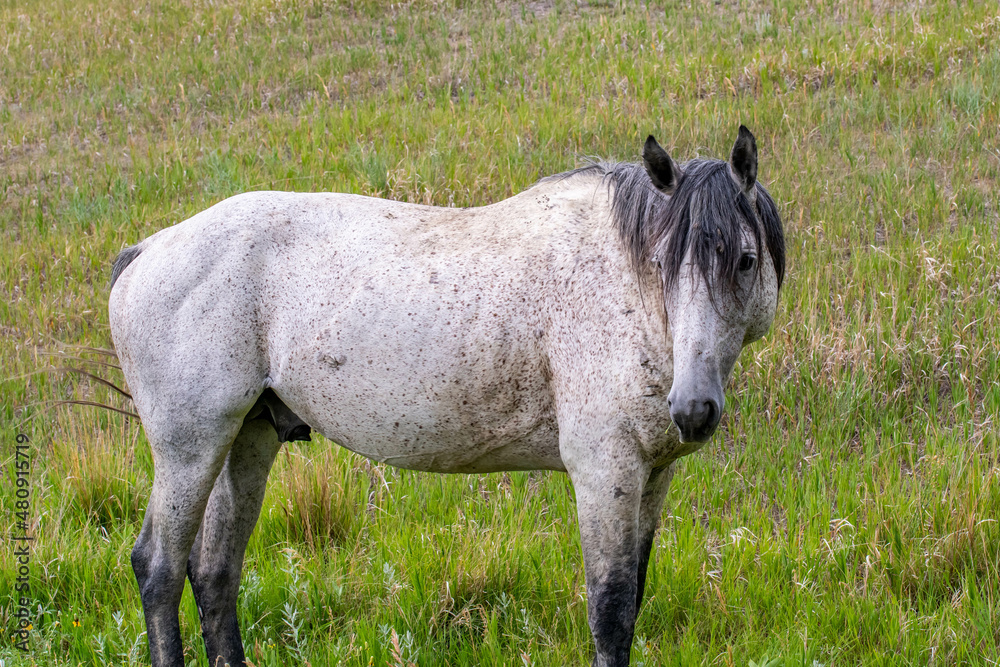 Fototapeta premium Wild horses in Theodore Roosevelt NP, North Dakota