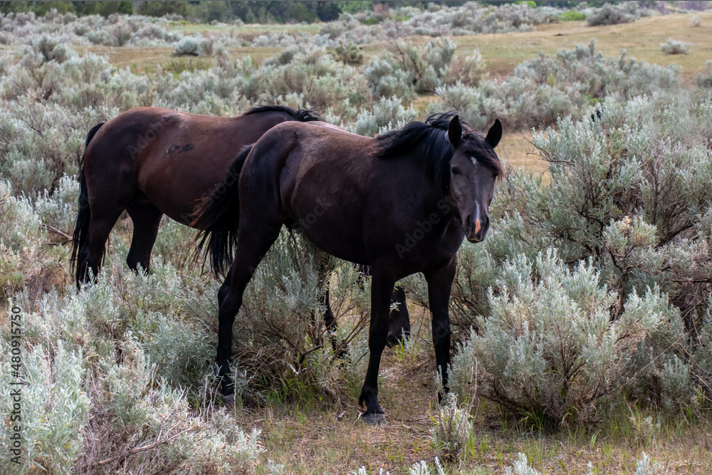 Fototapeta premium Wild horses in Theodore Roosevelt NP, North Dakota