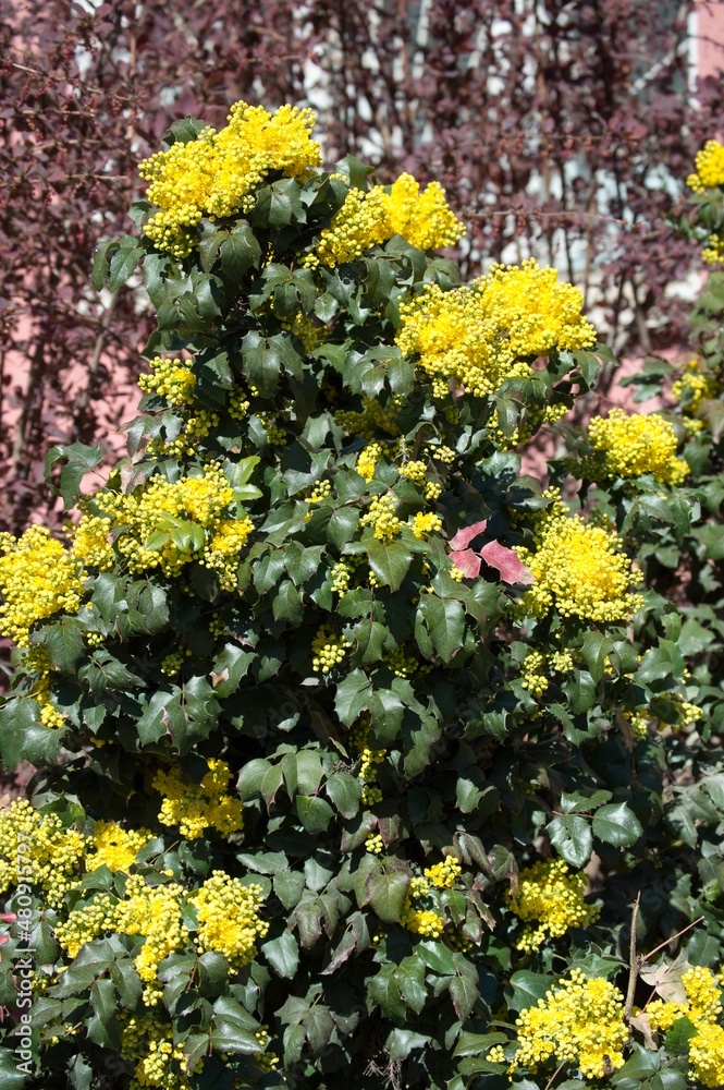 Spring flowering of Magone Holm, Mahonia aquifolium, evergreen s