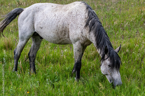 Wild horses in Theodore Roosevelt NP, North Dakota