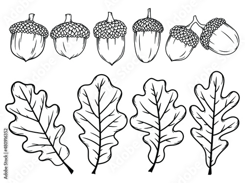 Set of acorns with leaves. Collection of hazelnuts with caps. Oak leaves. Forest. Vector illustration of autumn Ekibana on a white background.