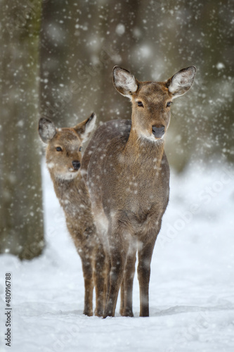 Two female deer in the winter forest. Animal in natural habitat © byrdyak
