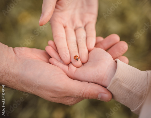 Ladybug crawls on the palms of the family. A close-up of a beetle on the hands of a man, a woman and a child