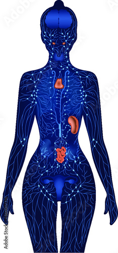 Lymphatic drainage and immune system