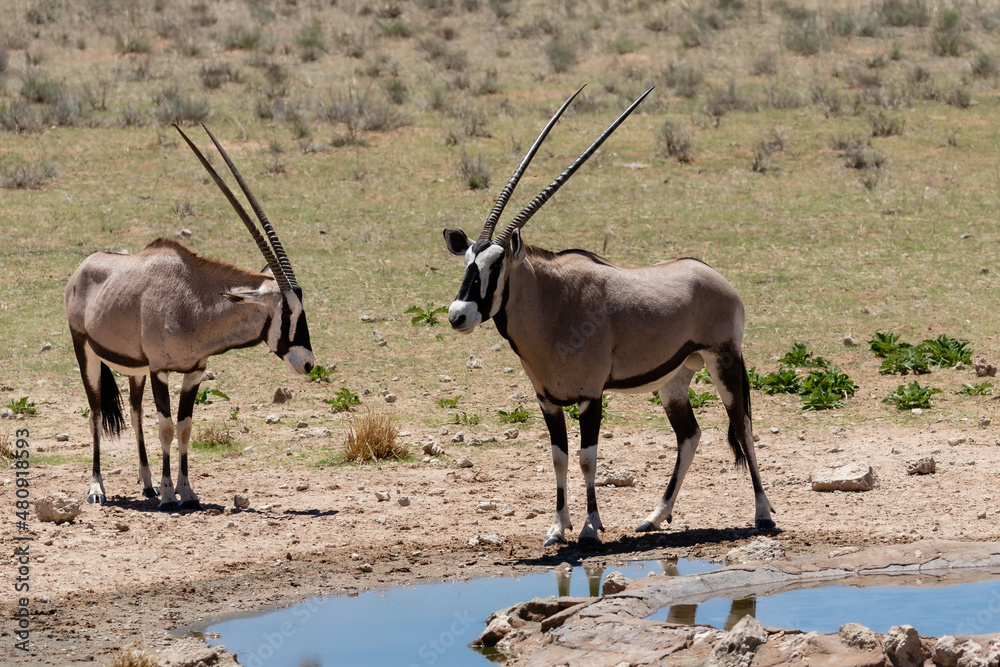 Two oryx at a waterhole in the Kgalagadi Transfrontier Park in South Africa Two oryx at a waterhole in the Kgalagadi Transfrontier Park in South Africa