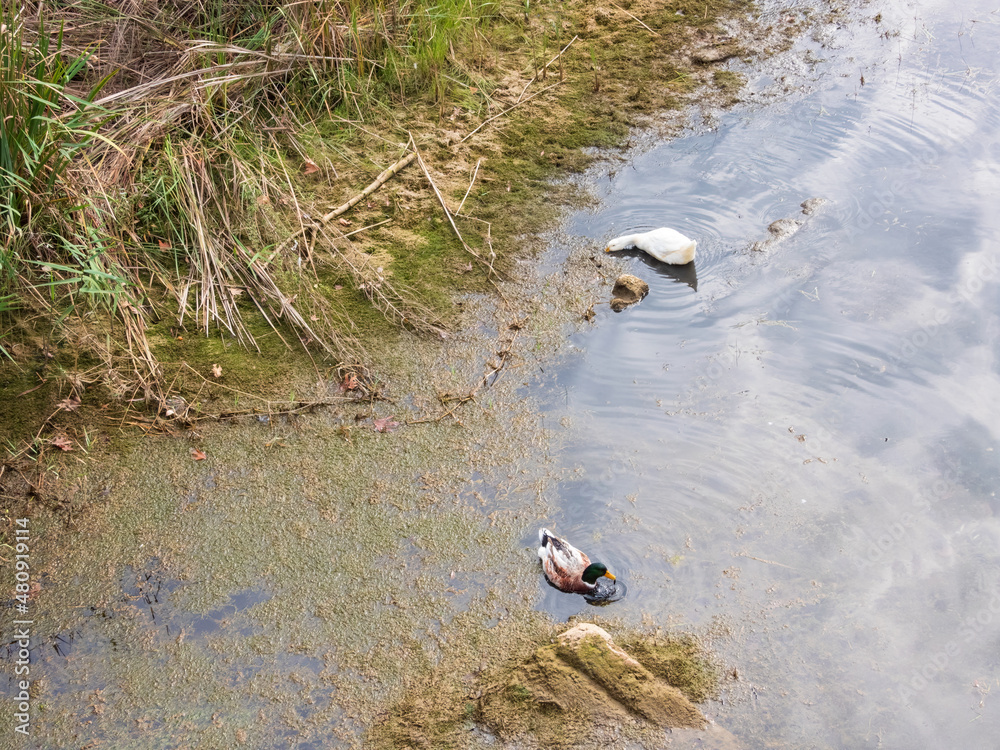 A pair of wild ducks feeding on the river A pair of wild ducks feeding on the river
