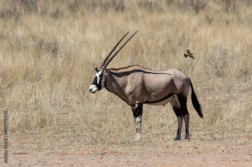 One oryx standing in the Kgalagadi Transfrontier Park in South Africa