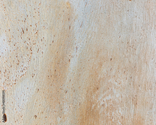 Eucalyptus trunk texture. Smooth wood without bark. Fullscreen